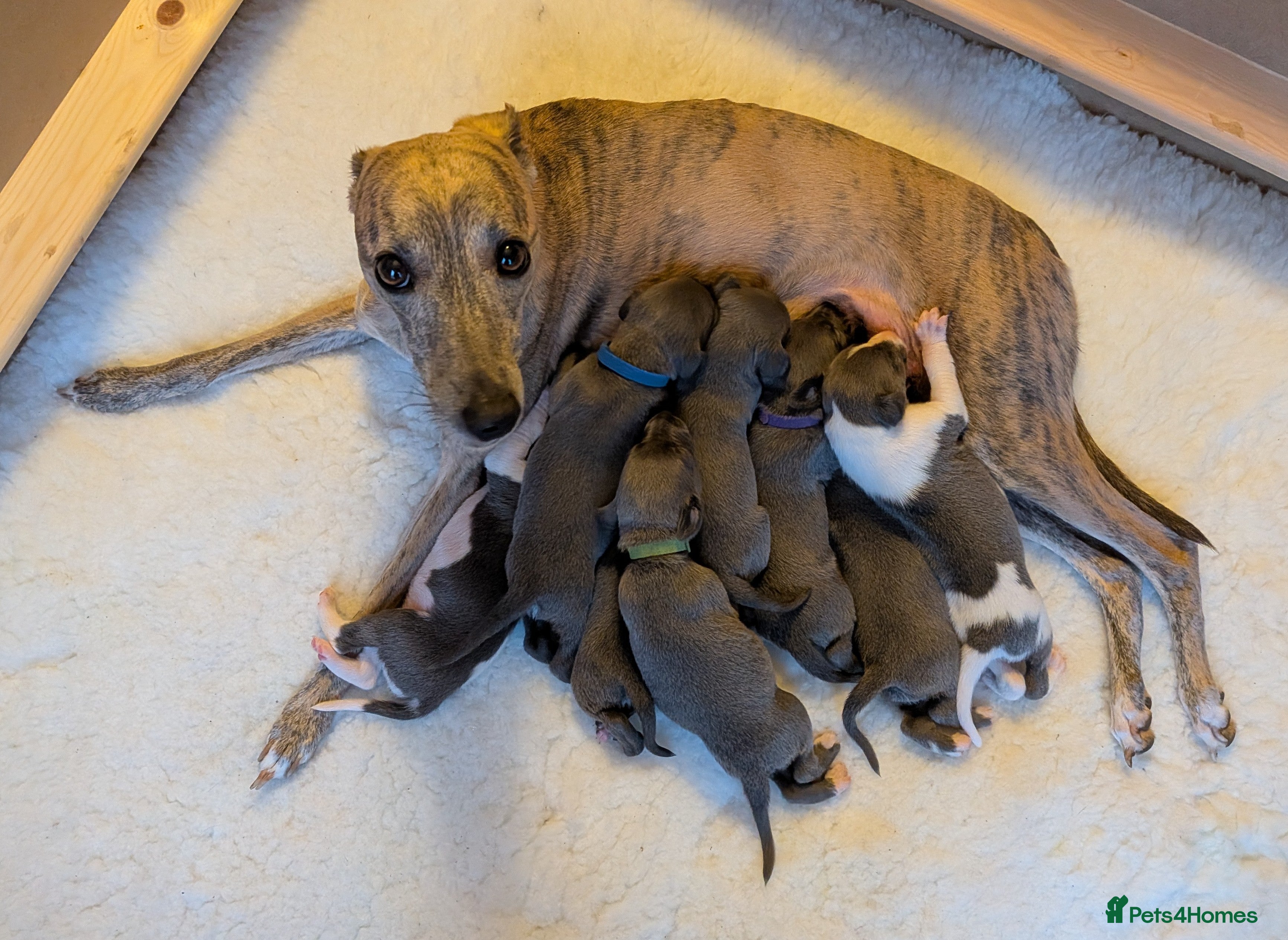 Whippet dogs 8 beautiful blue KC registered whippet pups  - Advert 2