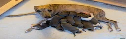 Whippet dogs for sale: 8 beautiful blue KC registered whippet pups  - Advert 1