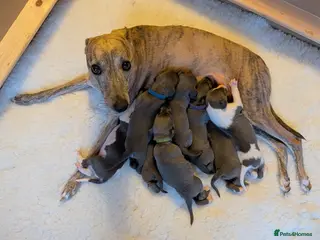 Whippet dogs 8 beautiful blue KC registered whippet pups - Advert 2
