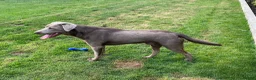 Labrador Retriever dogs for stud: Championship lines, KC silver lab stud 0.0% COI in Cambridge - Advert 6