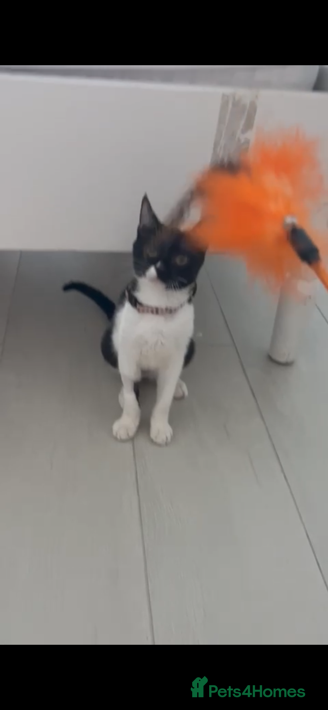 Mixed Breed cats for adoption: DAISY GIRL  CUTE AS A BUTTON KITTEN NEEDS her HOME - Advert 1