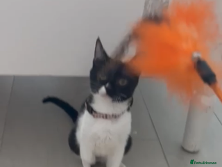 Mixed Breed cats DAISY GIRL CUTE AS A BUTTON KITTEN NEEDS her HOME - Advert 2