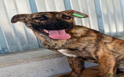 Mixed Breed dogs for adoption: Brindle, approx 7 months. Available for adoption. - Image 10