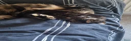 Domestic Shorthair cats for sale: Susan - Seeking Forever Home - Advert 6