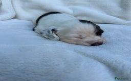 Cocker Spaniel dogs for sale: Beautiful kc registered cockerspaniel puppies  - Image 16
