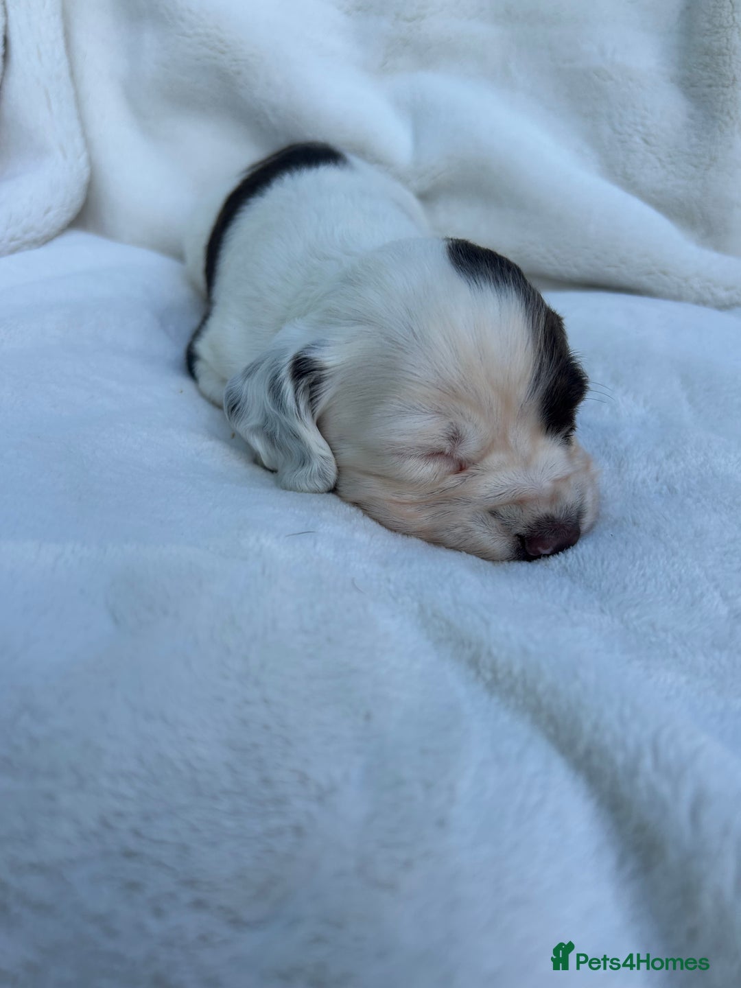 Cocker Spaniel dogs for sale: Beautiful kc registered cockerspaniel puppies  - Image 16