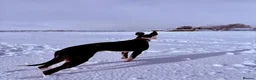 Whippet dogs for sale: Whippet puppies  - Advert 20