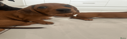 Miniature Dachshund dogs for sale: REDUCED £850| 2 RED GIRLS LEFT ready to leave.  - Advert 5