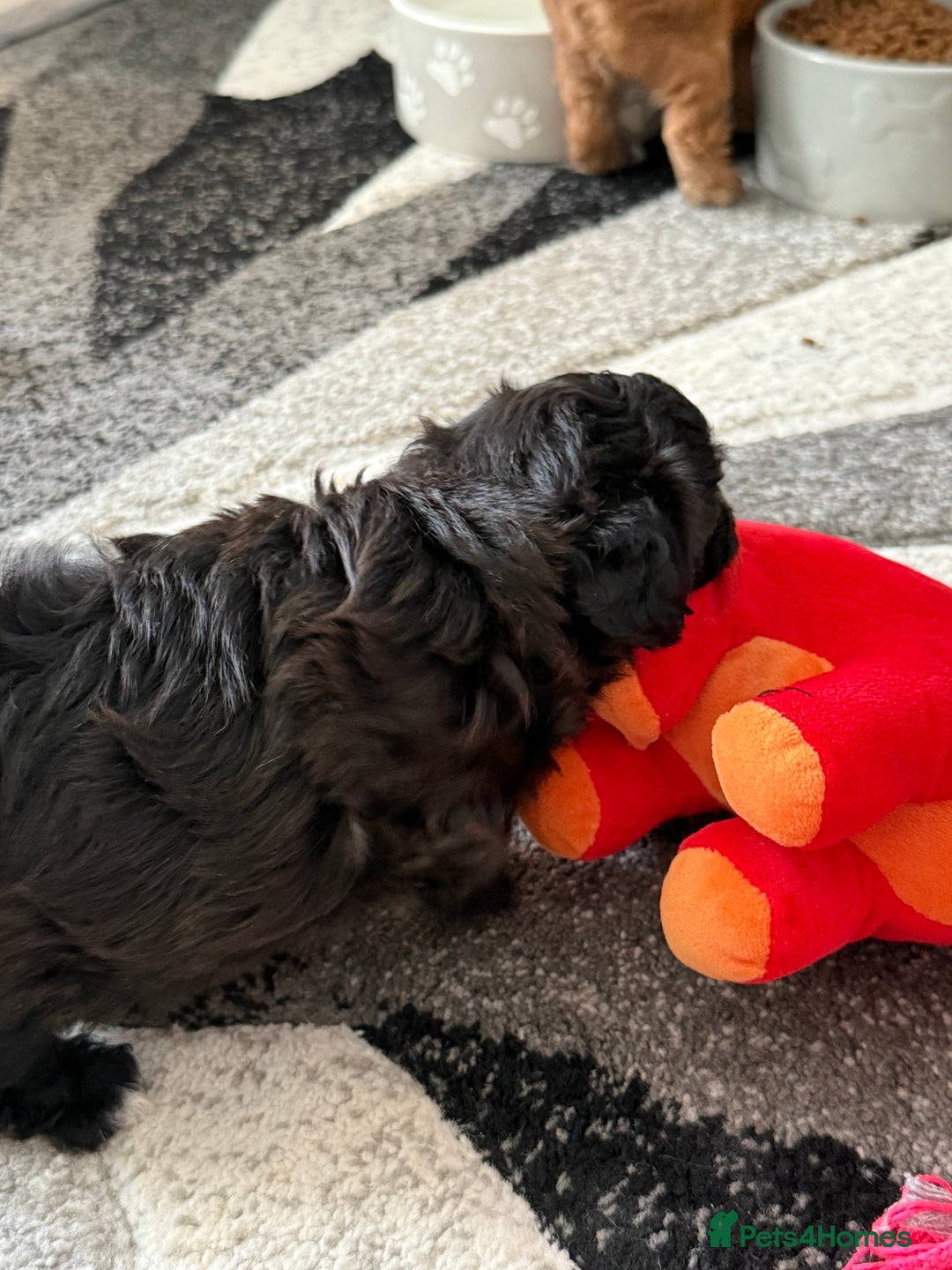 Maltipoo dogs for sale: Outstanding Malshipoo puppies - Image 32