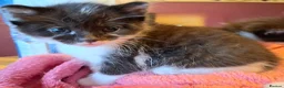Domestic Shorthair cats for sale: Beautiful baby kitten, ready to leave - Advert 10