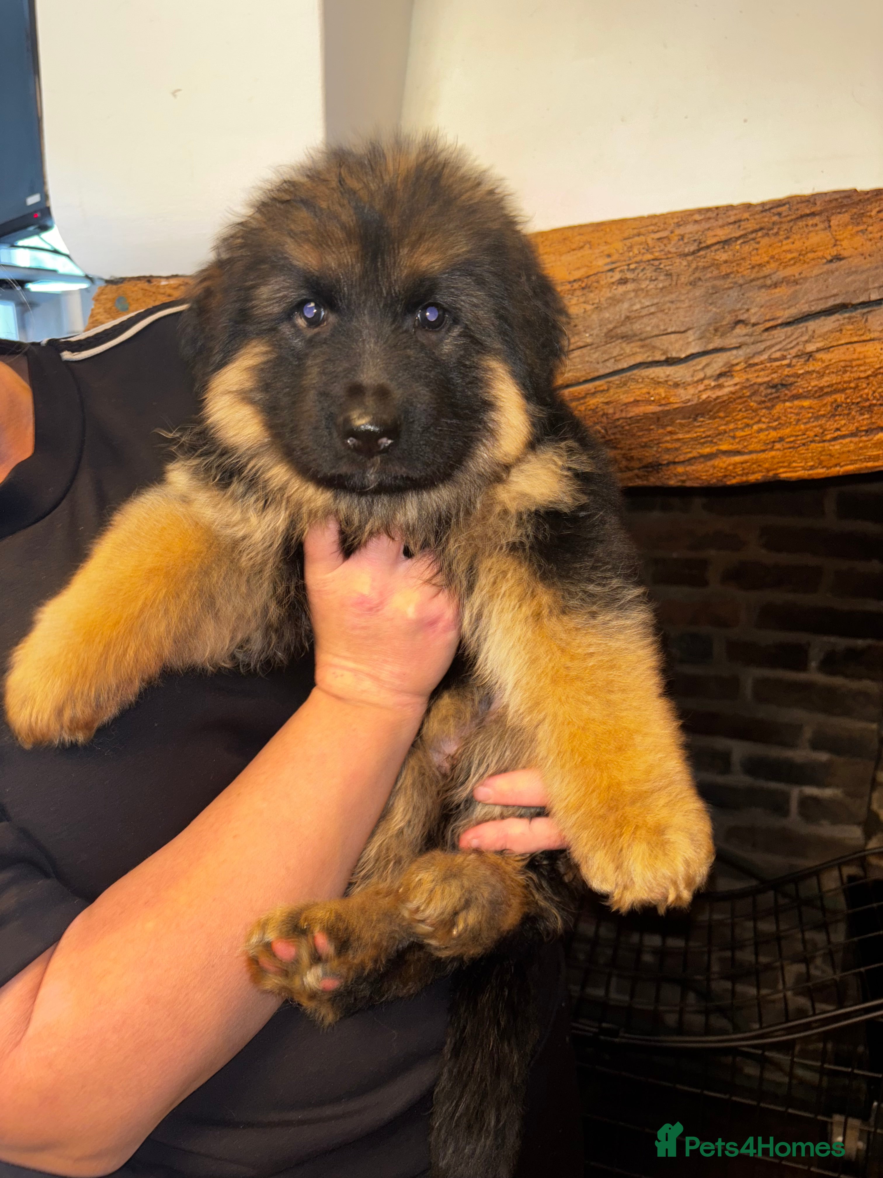 German Shepherd dogs 5 beautiful German Shepherd puppies for sale  - Advert 3