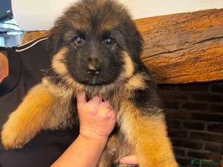 German Shepherd dogs 5 beautiful German Shepherd puppies for sale - Advert 3