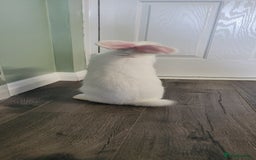 Continental Giant rabbits for sale: Needs a new loving home  - Image 4