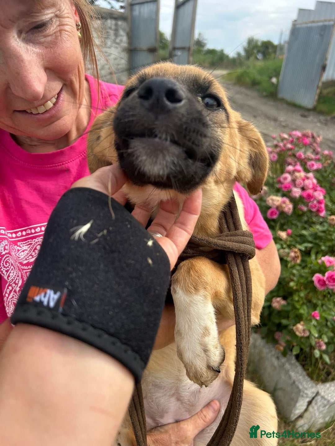 Mixed Breed dogs for adoption: Lindsay - Norwich Norfolk  - Image 3