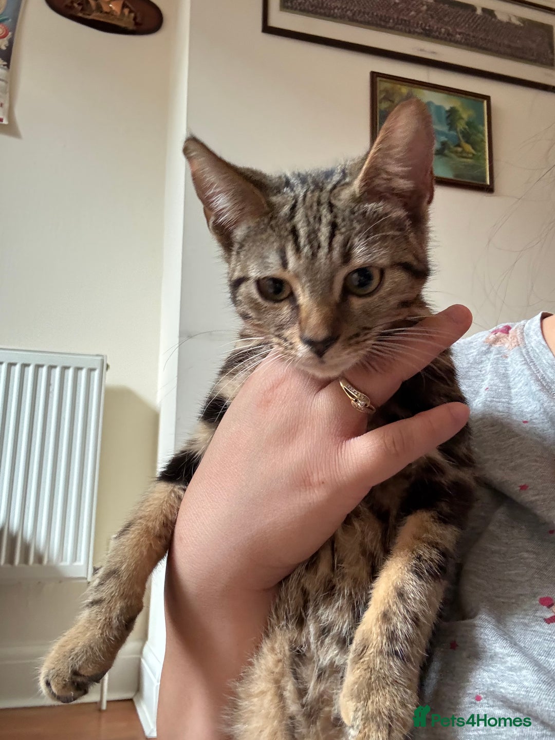Mixed Breed cats for sale: Tuxedo/tabby mix bread cat - Image 7