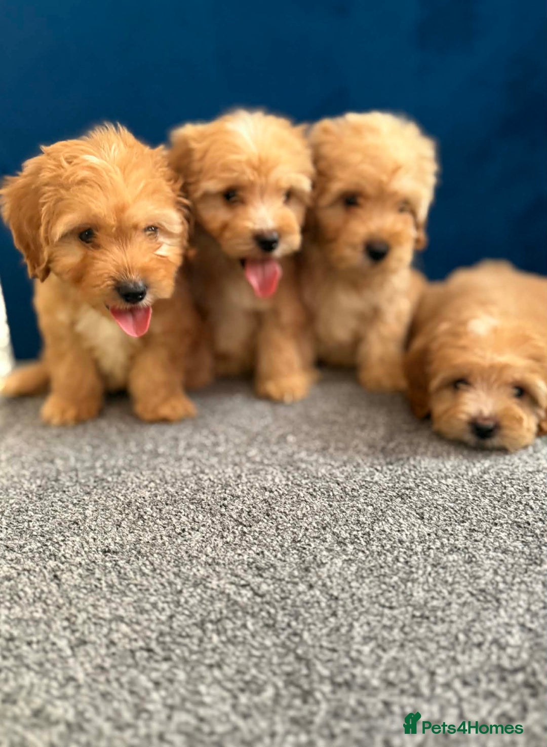 Cockapoo dogs for sale: Ready to go beautiful puppies  - Advert 3