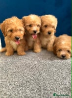 Cockapoo dogs Ready to go beautiful puppies - Advert 2