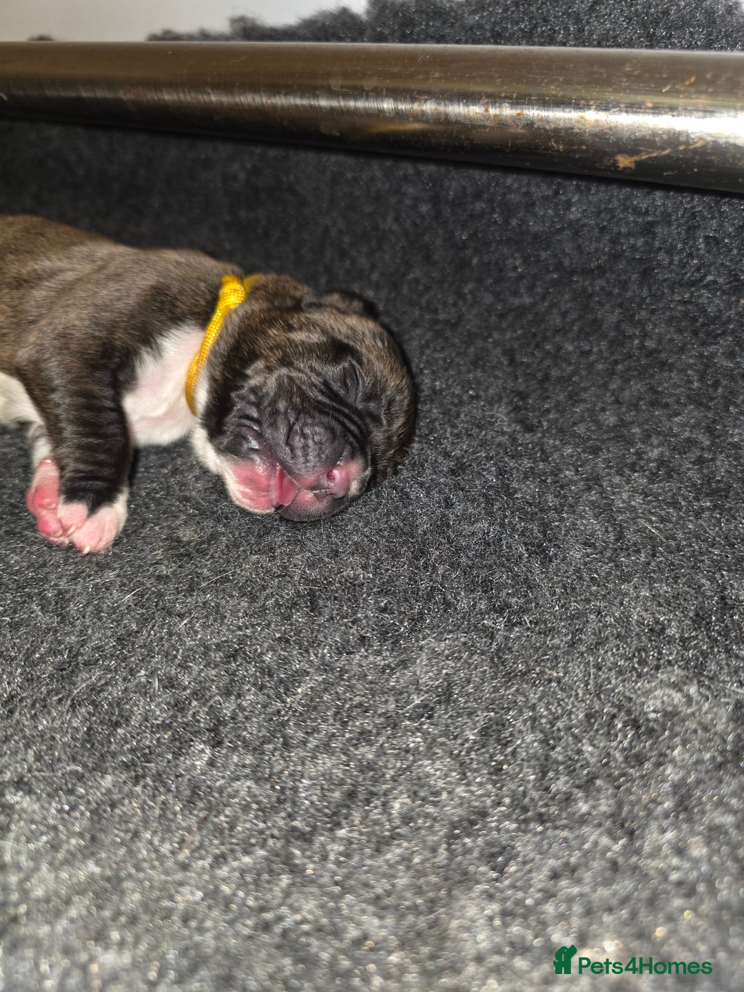 Boxer dogs for sale: Beautiful Boxer cross - Image 24