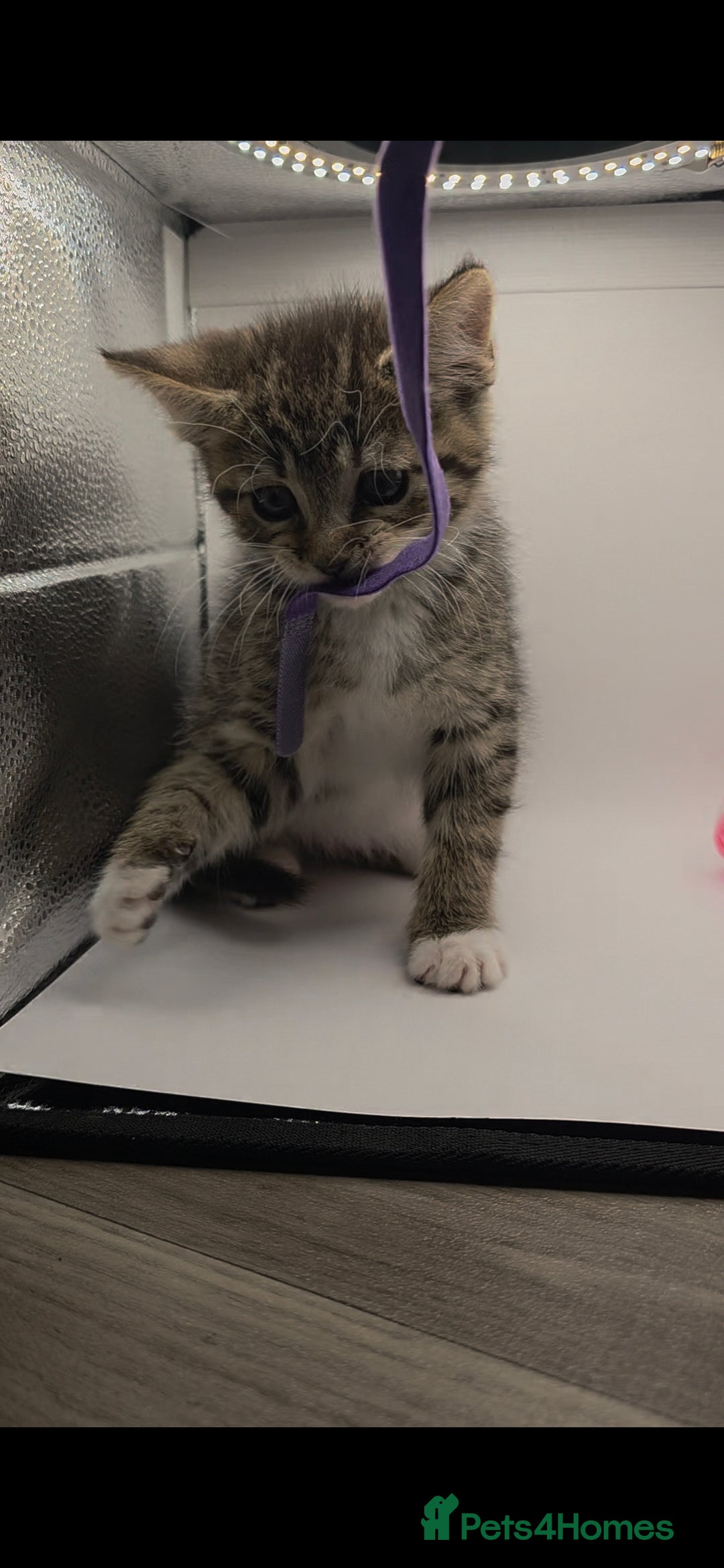 Maine Coon cats for sale: Mainecoon X  - Advert 1