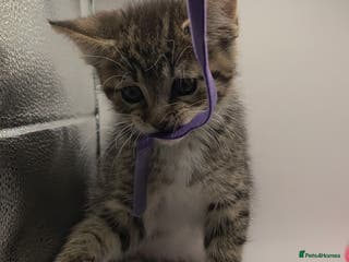 Maine Coon cats Mainecoon X - Advert 6