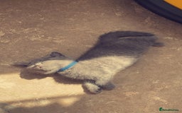 British Shorthair cats for sale: British shorthair kittens  - Image 6