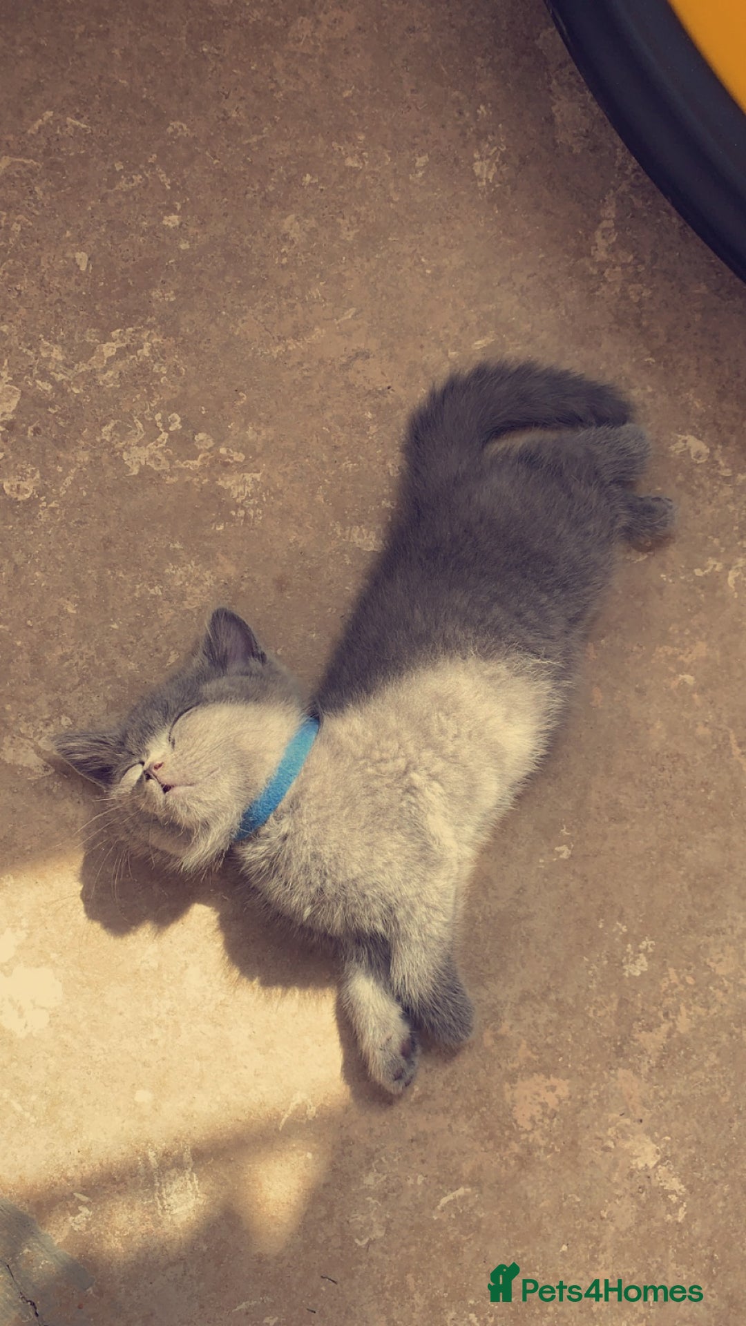 British Shorthair cats for sale: British shorthair kittens  - Image 6