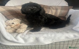 Cockapoo dogs for sale: F1 miniature gorgeous cockapoo puppies  - Image 18