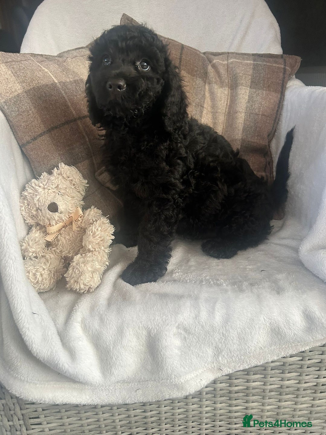 Cockapoo dogs for sale: F1 miniature gorgeous cockapoo puppies  - Image 18