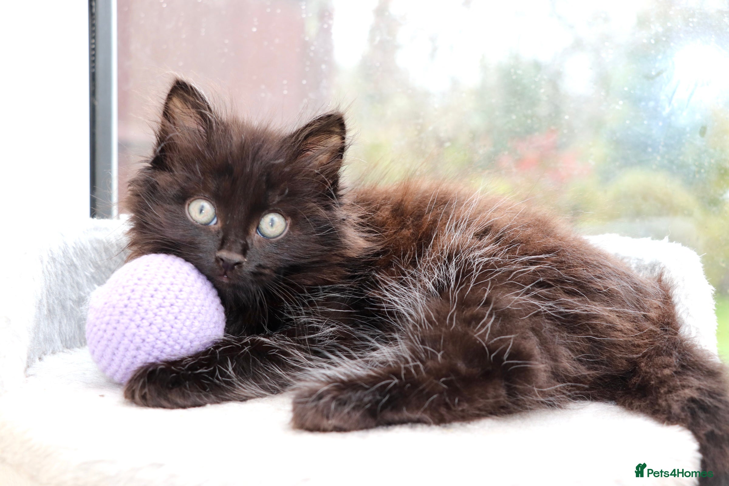 Mixed Breed cats Black Girl  - Advert 2