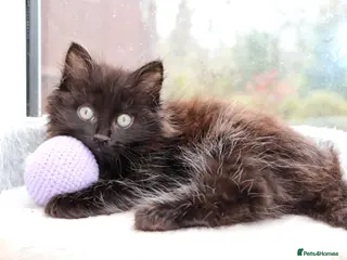 Mixed Breed cats Black Girl - Advert 2