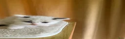 Ragdoll cats for sale: Beautiful full ragdoll kittens  - Advert 16