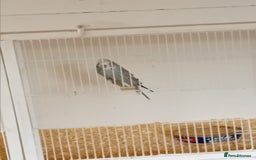 Budgerigars birds for sale: Budgies  - Image 17
