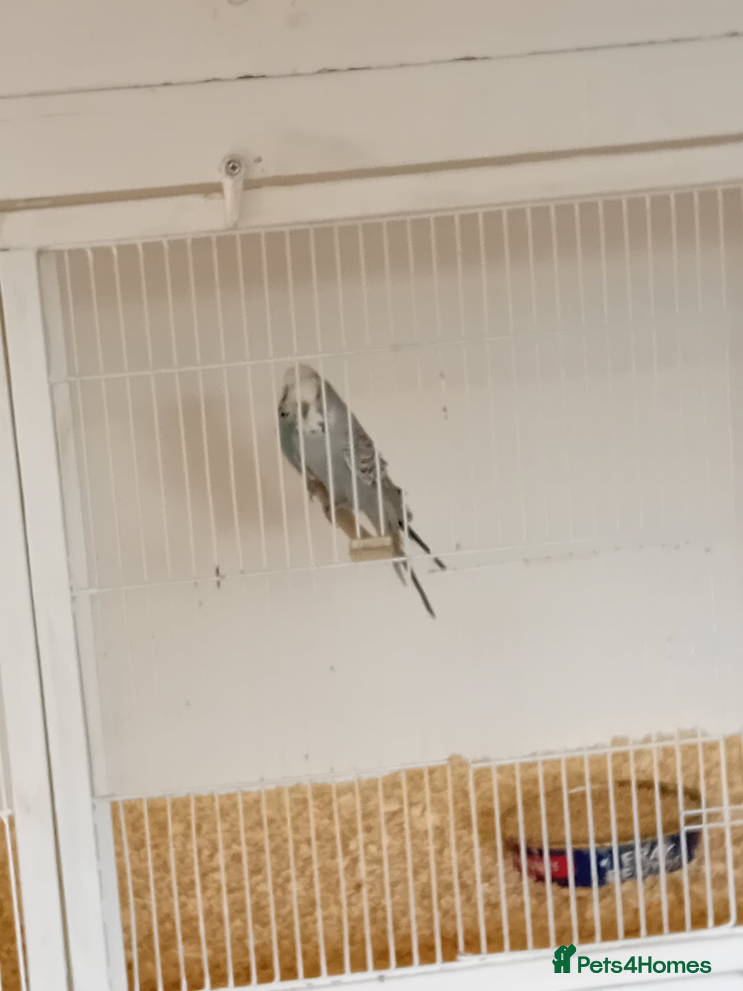 Budgerigars birds for sale: Budgies  - Image 17