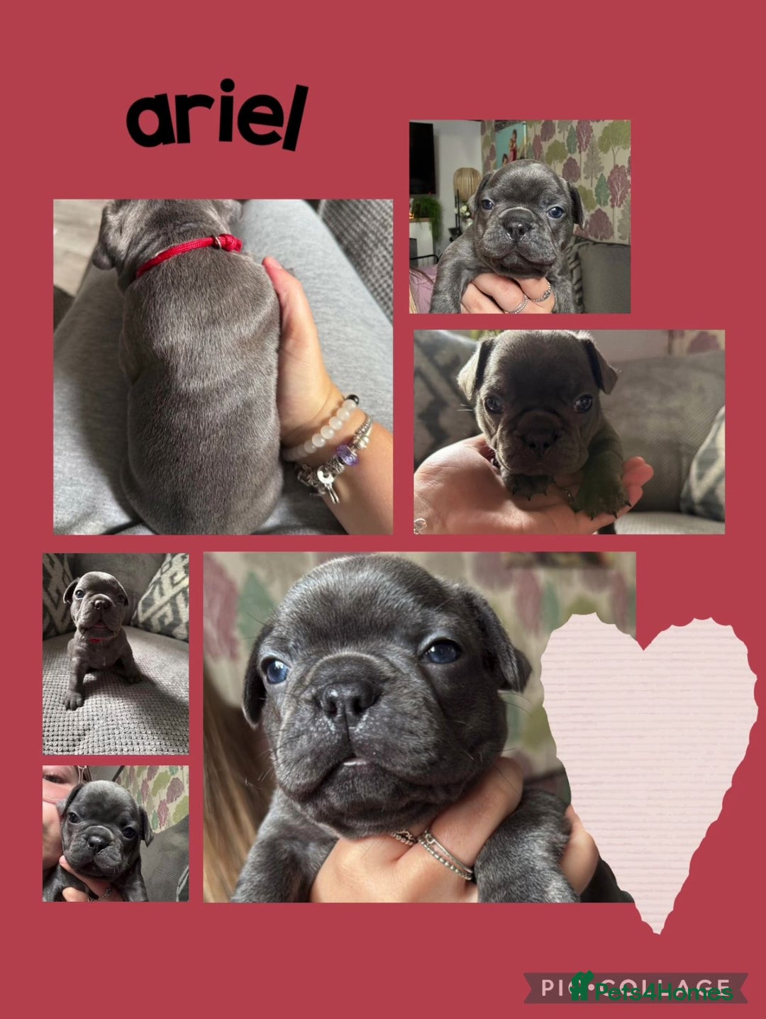 French Bulldog dogs for sale: 2 beautiful litters of French bulldog puppies - Image 12