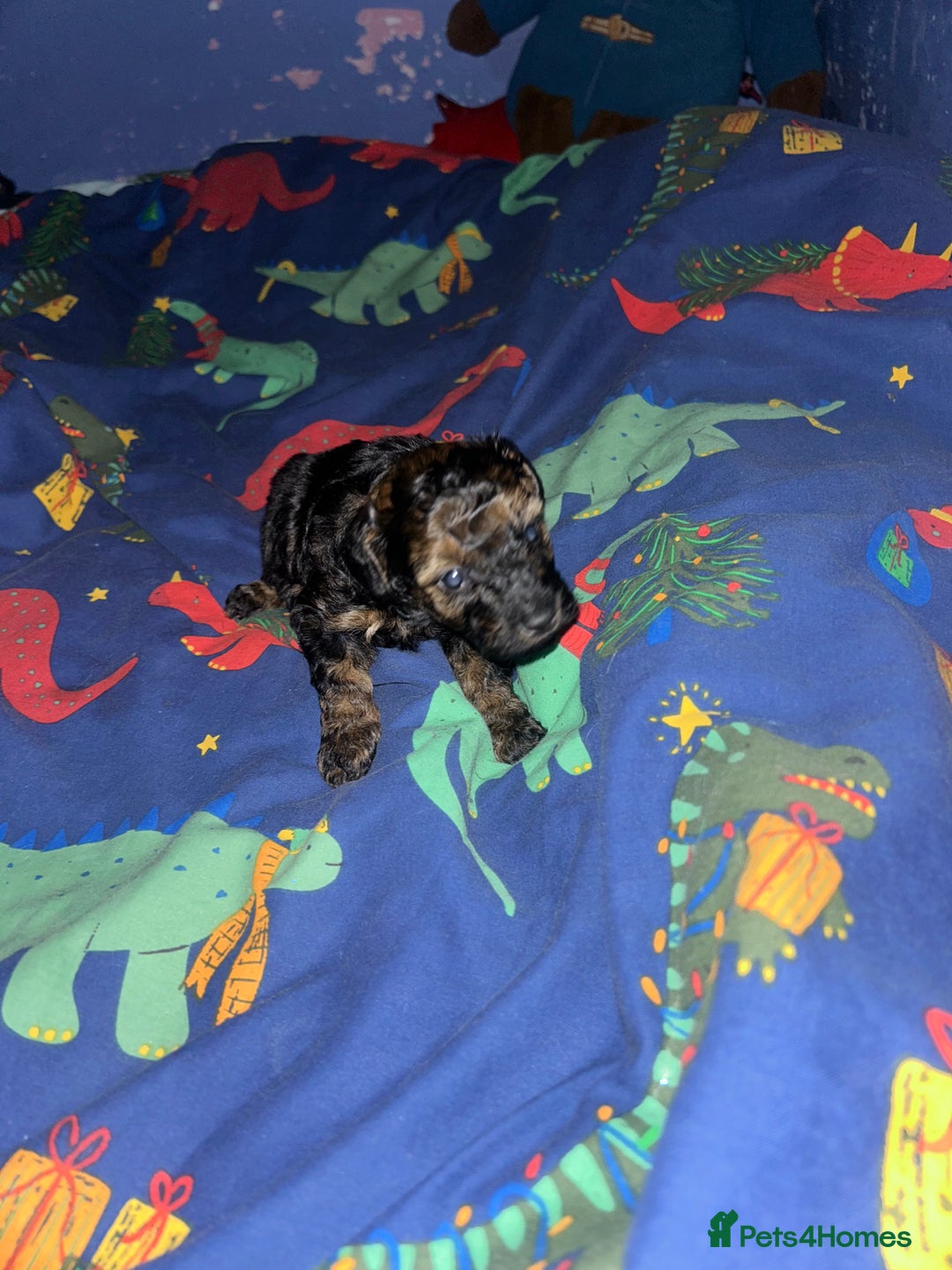 Poochon dogs for sale: Fb1 toy poochon  - Advert 4