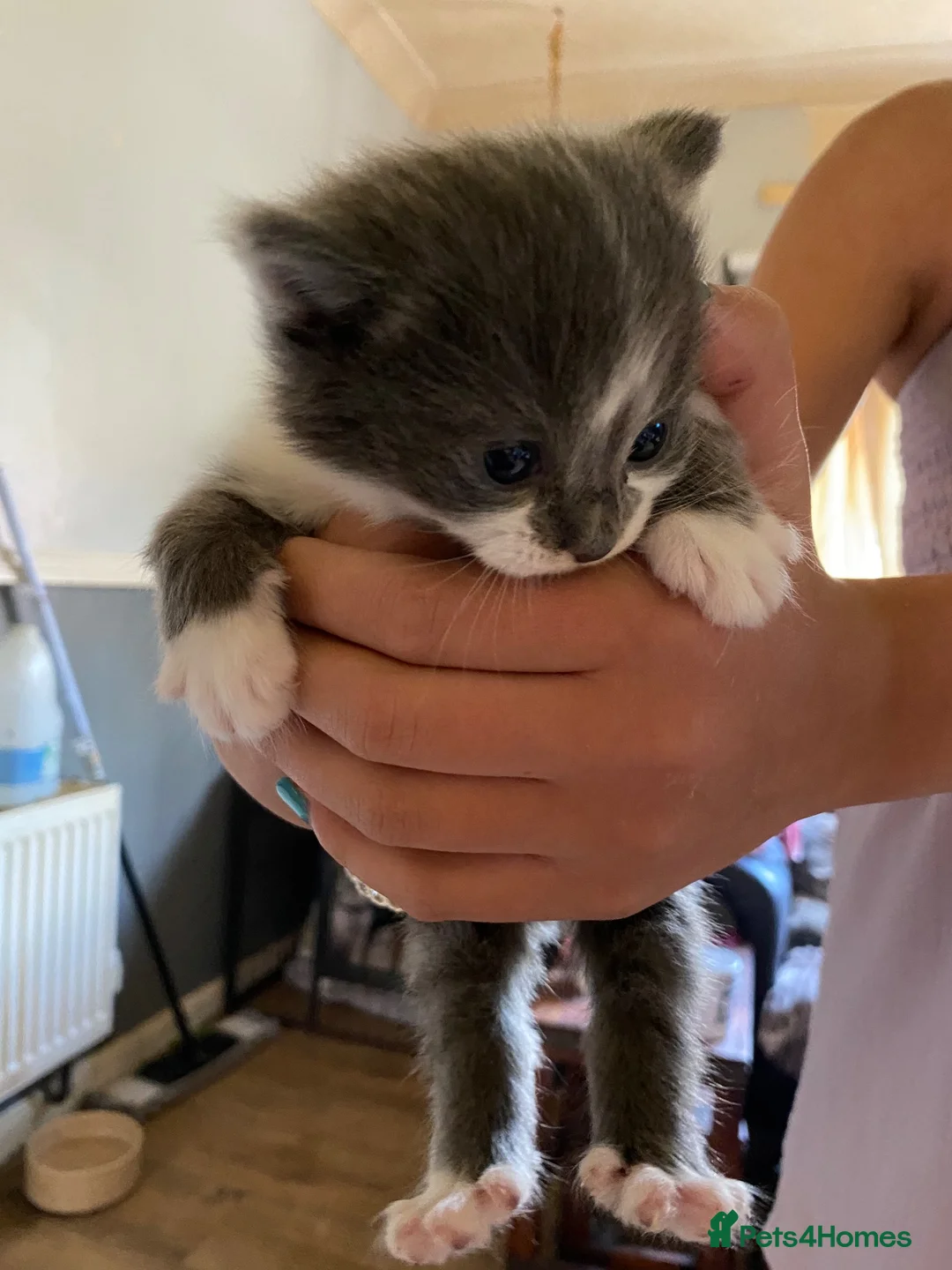 Mixed Breed cats for sale: Bombay x Siamese - Advert 2