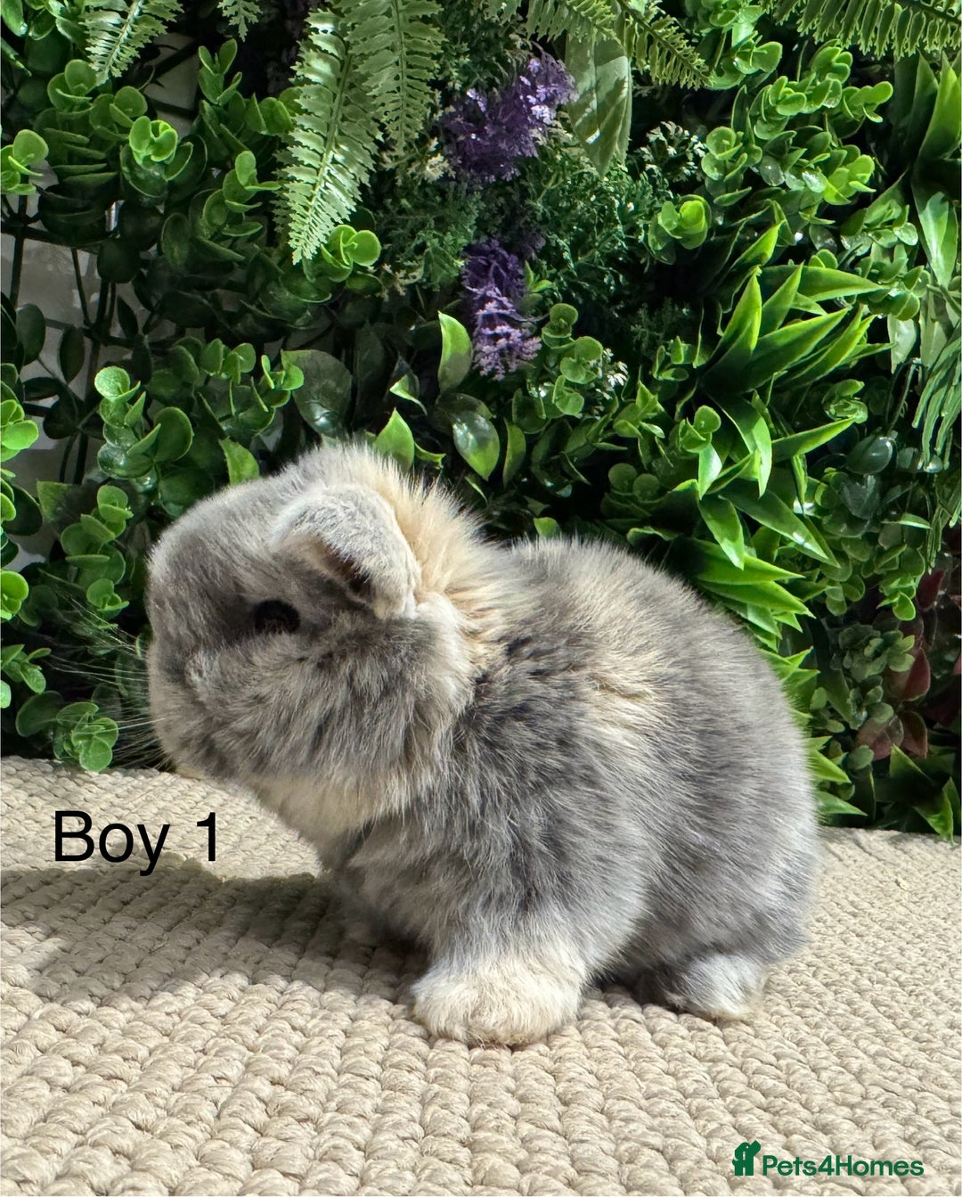 Mini Lop rabbits for sale: ⭐️ pure bred mini lops ⭐️ ready 27th dec - Advert 2