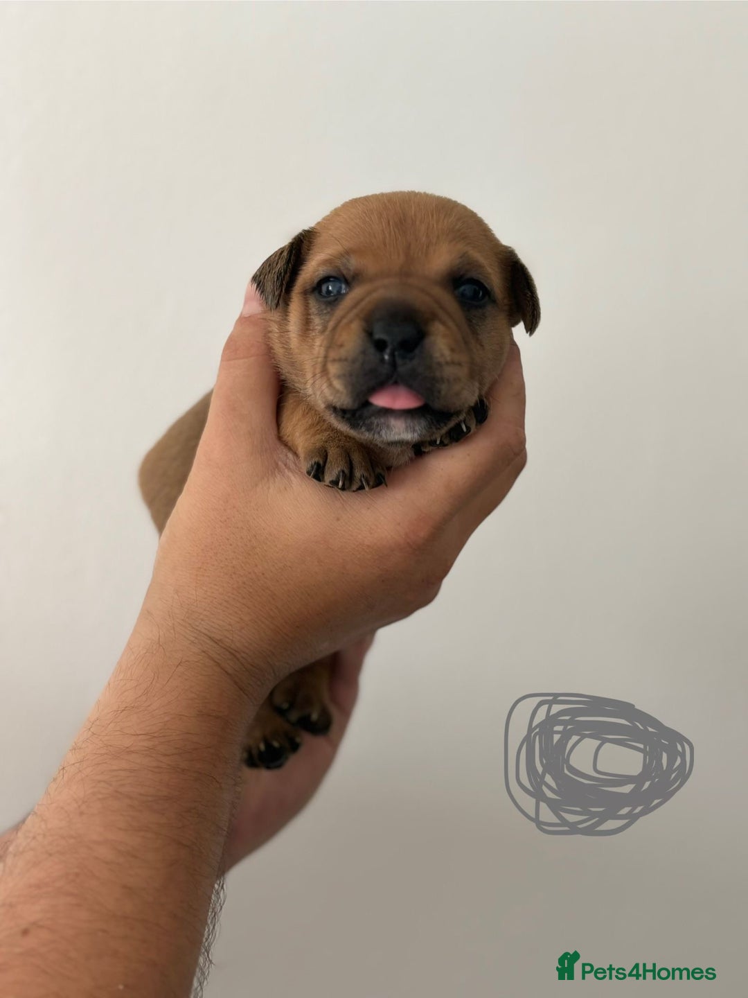 Staffordshire Bull Terrier dogs for sale: KC Staffordshire bull terriers 🧡🧡🏆🩸 REDS  - Image 25