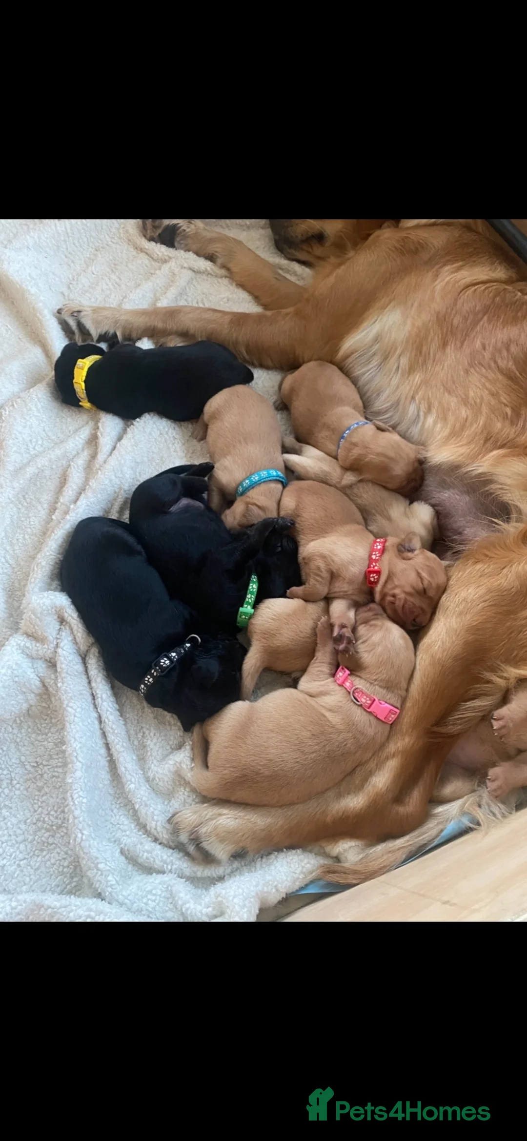 Goldador dogs for sale: Goldador puppies in Bishop Auckland - Advert 14