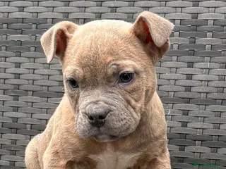 Mixed Breed dogs Fully vaccinated Olde English Bulldog cross staff - Advert 12