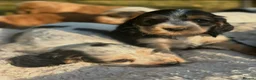 Cocker Spaniel dogs for sale: Stunning KC Reg Show type Cocker Spaniel puppies  - Advert 14
