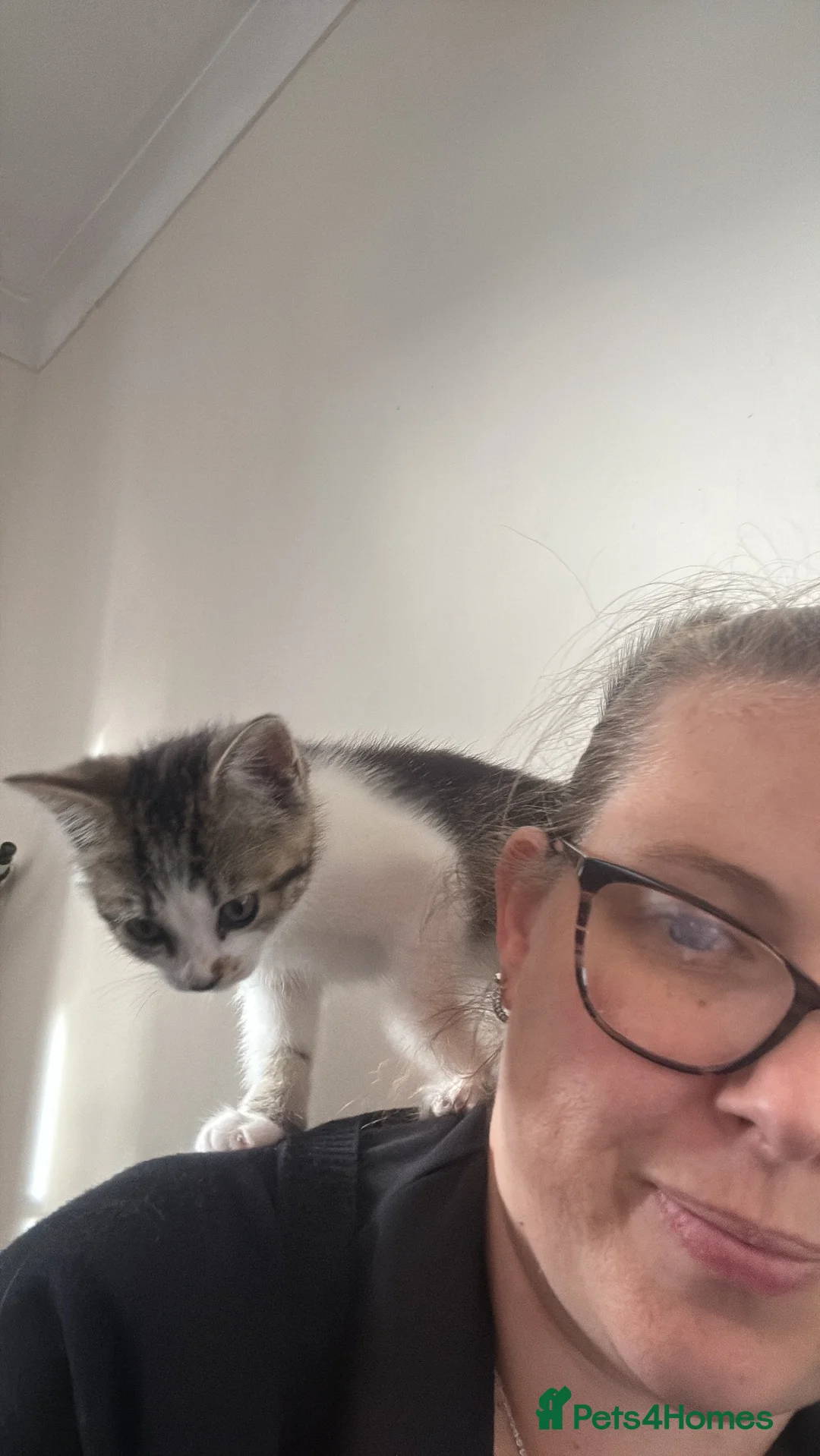 British Shorthair cats for sale: Beautiful little girl in Coleford - Advert 4