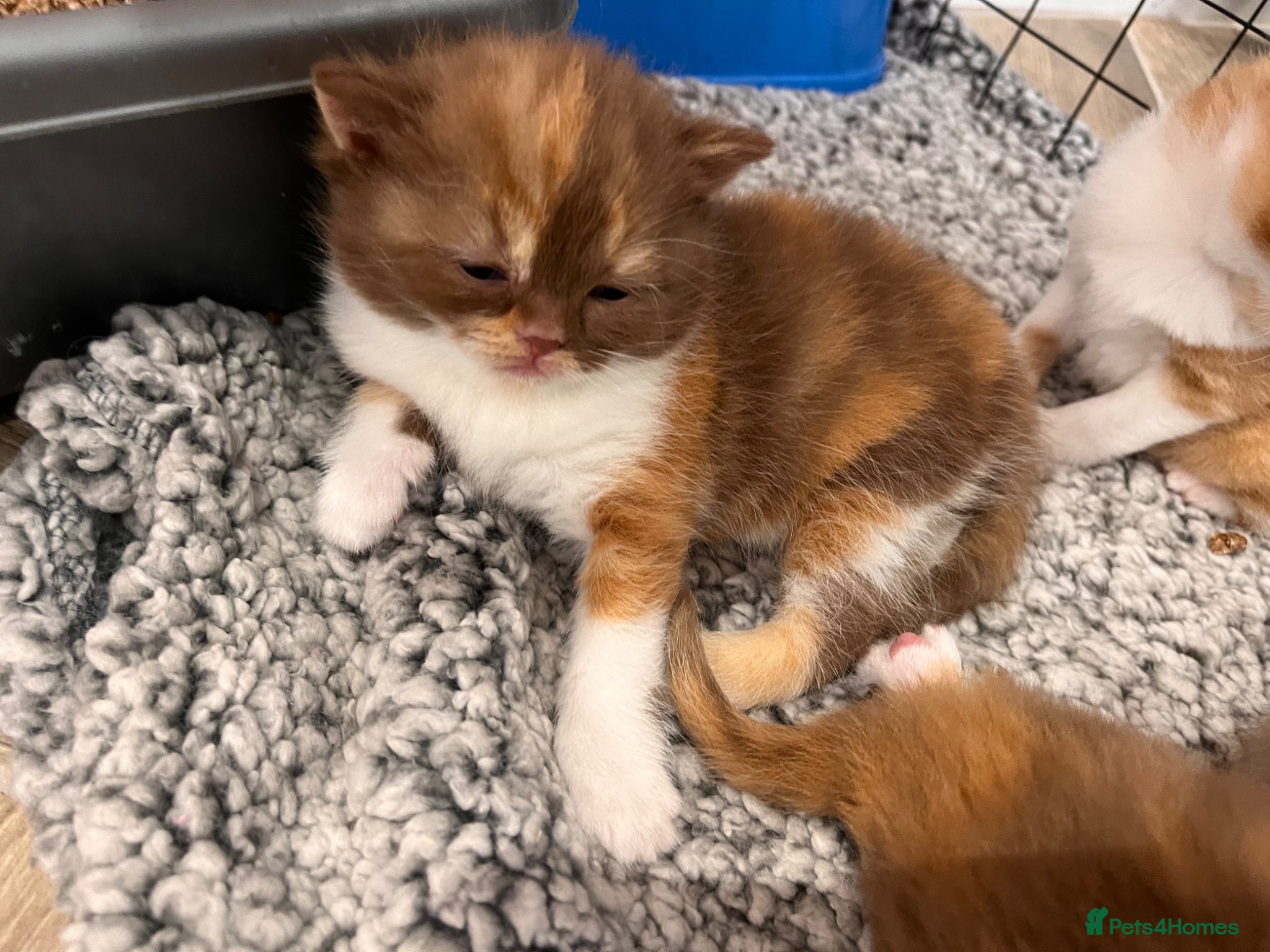 British Shorthair cats for sale: 🏆Gccf Cinnamon tortie Fawn Red bi colour 🏆 - Advert 16