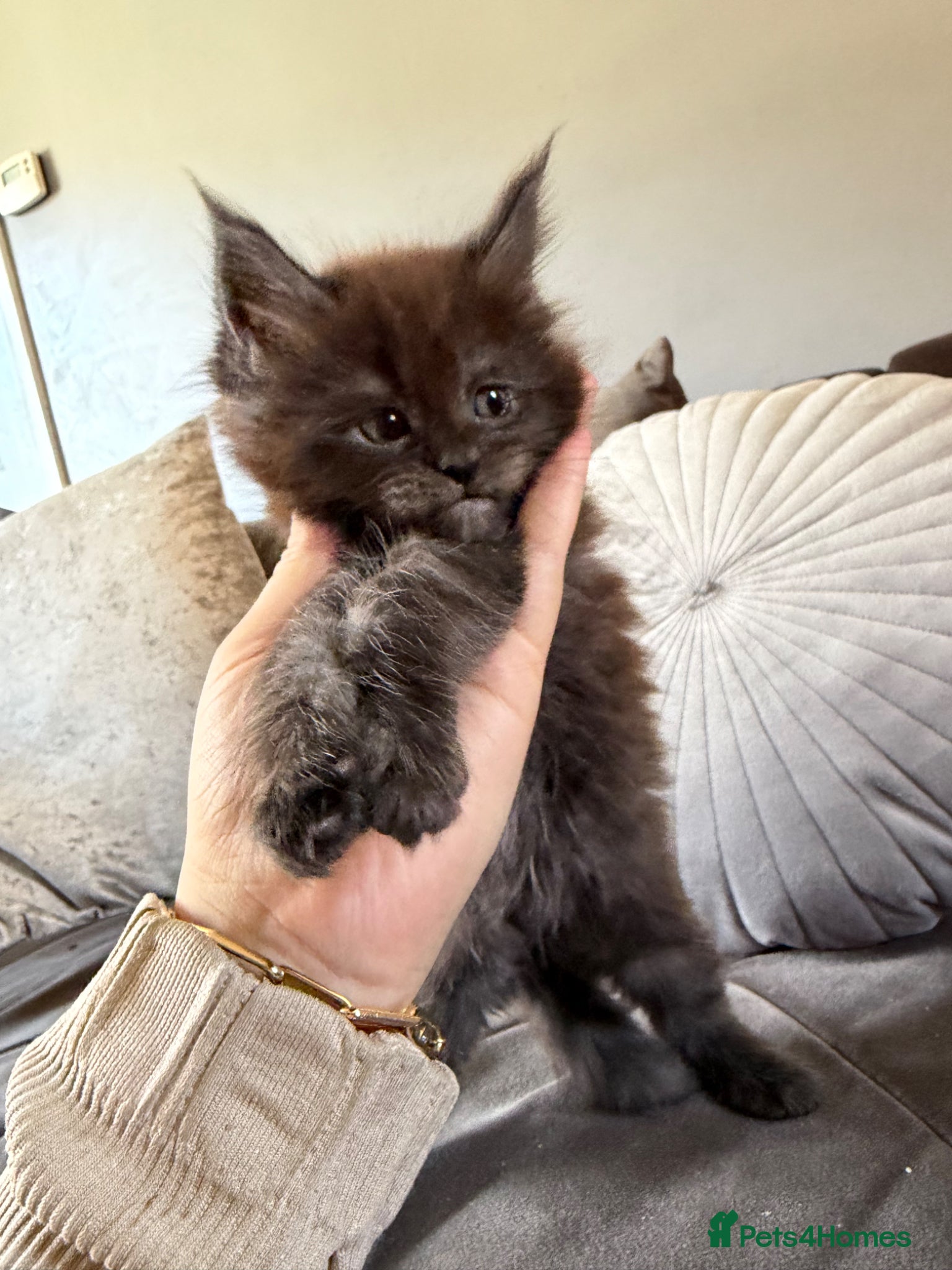 Maine Coon cats G mainecoon babies  - Advert 1