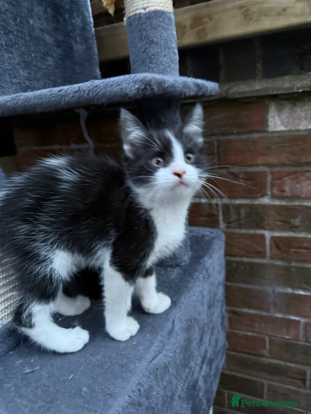 Maine Coon cats for sale: Maine Coon (half) kittens - ready to leave now - Advert 2