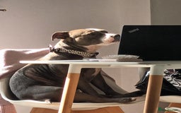 Staffordshire Bull Terrier dogs for sale: Blue male staff puppies  - Image 14