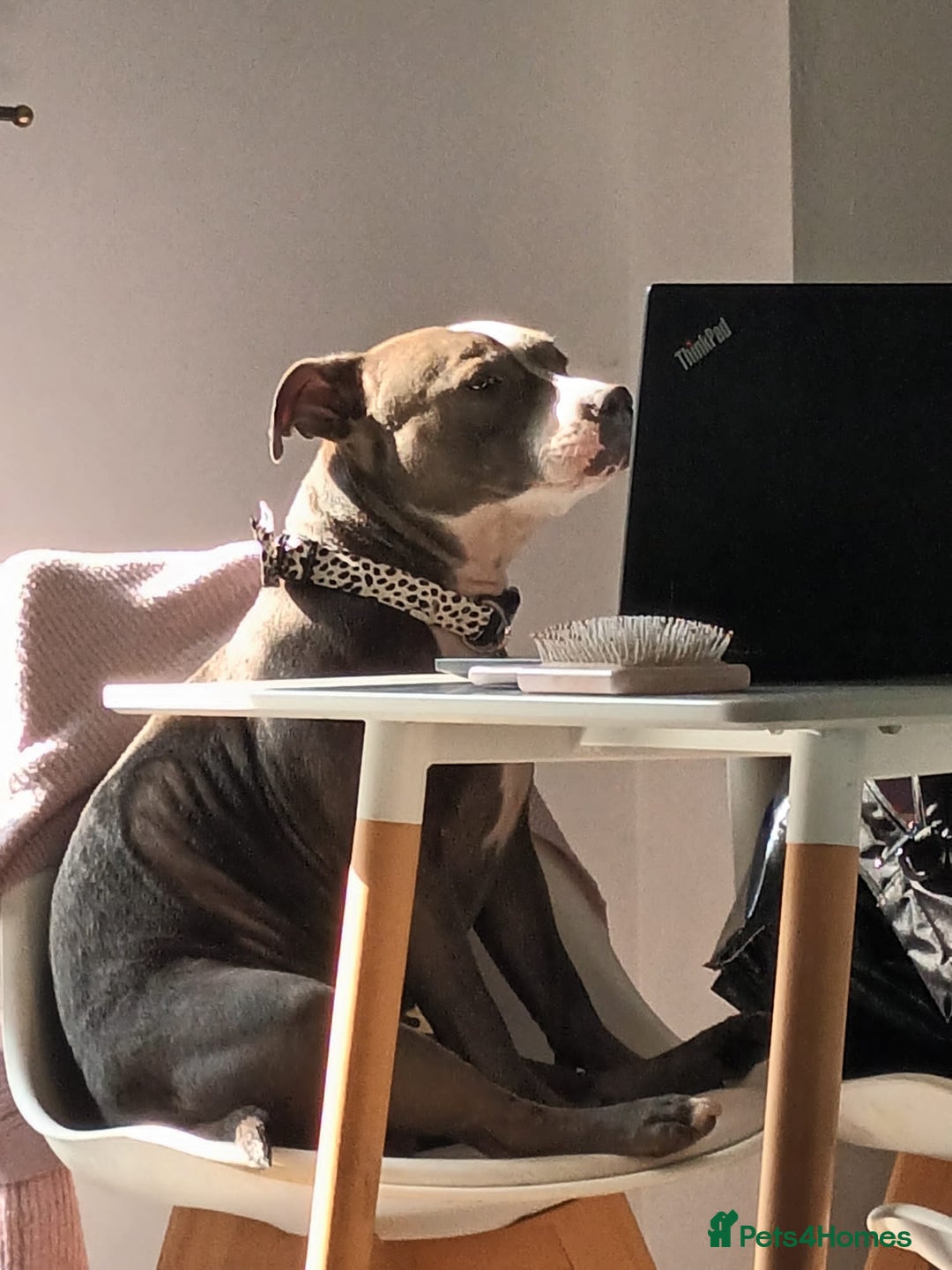 Staffordshire Bull Terrier dogs for sale: Blue male staff puppies  - Image 14