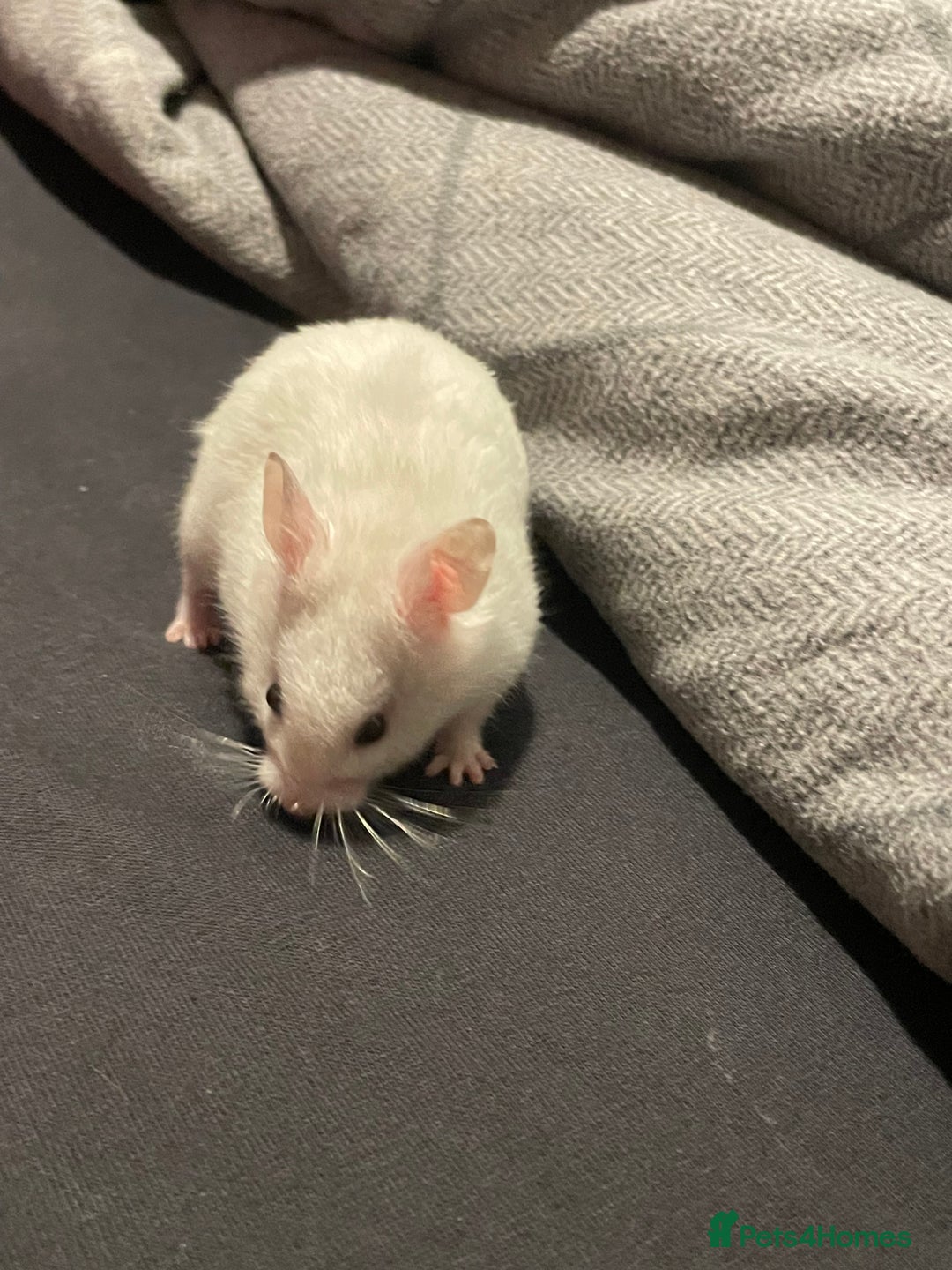 Hamster rodents for sale: Syrian hamster  - Image 2
