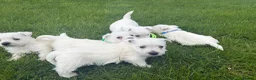 West Highland Terrier dogs for sale: Quality KC registered West Highland Terrier Pups - Advert 9
