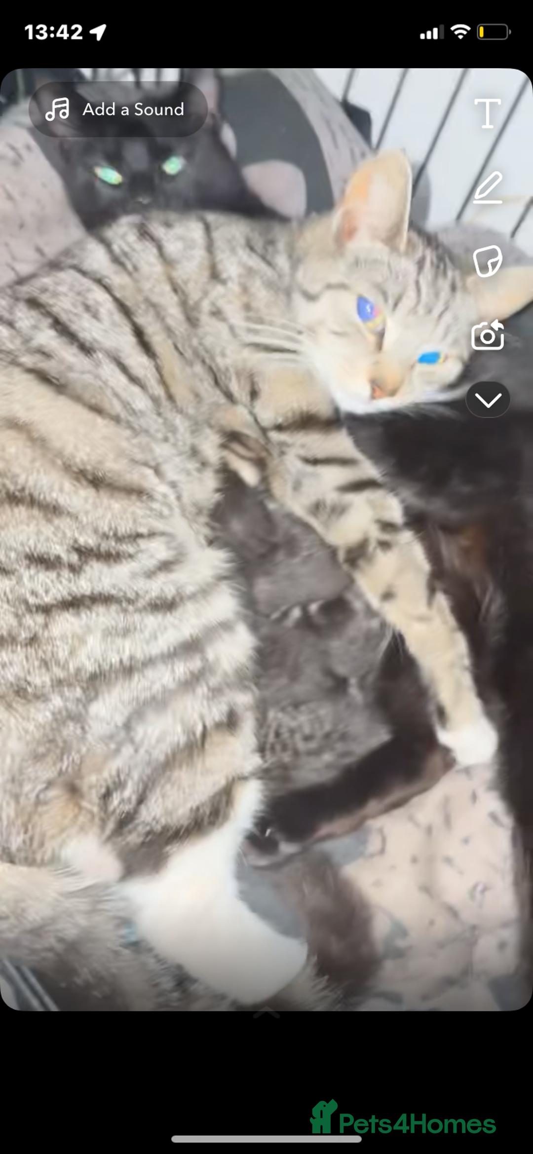Mixed Breed cats for sale: Kittens  - Image 2